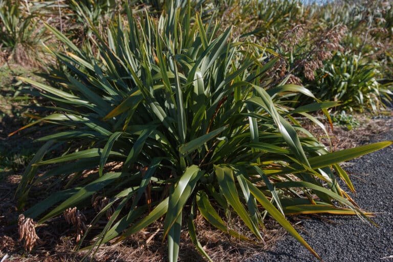 Phormium cookianum (wharariki)