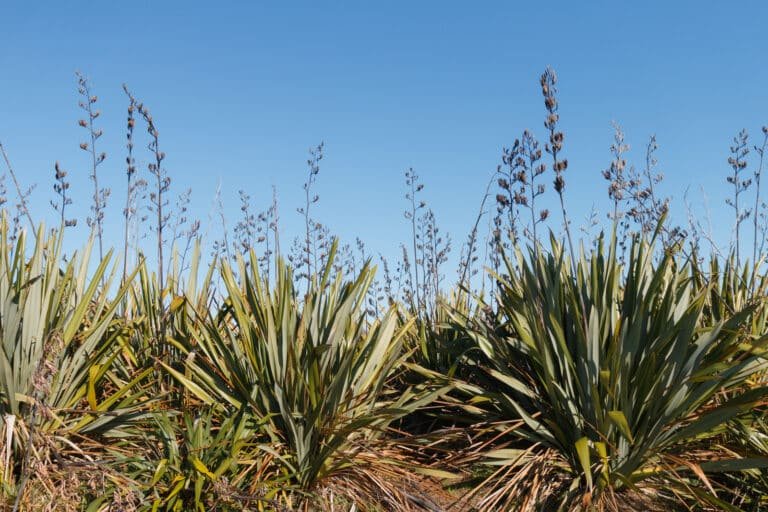 Phormium tenax (harakeke)